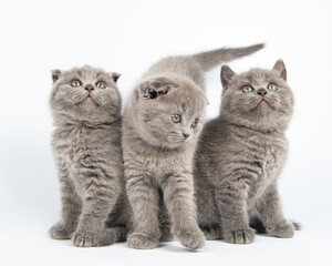 Cute grey British Shorthair cat kitten on a white background.