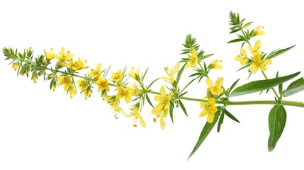 Naklejka premium Agrimony isolated against a white backdrop