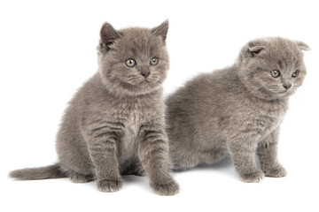 Cute grey British Shorthair cat kitten on a white background.