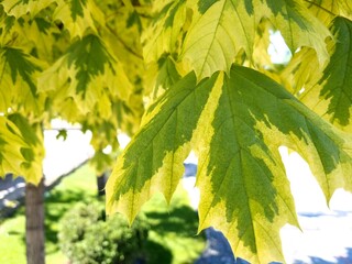 Variegated green maple leaves