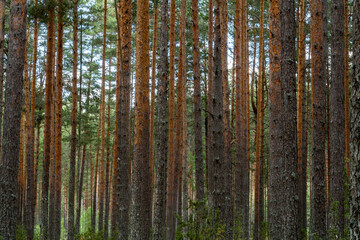 Fototapeta premium Varska, Estonia A forest landscape in Eastern Estonia.