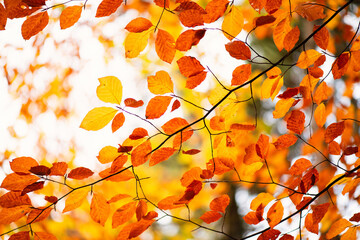 Colorful autumn foliage on the tree in the forest, fall season, orange, yellow and red colored leaves