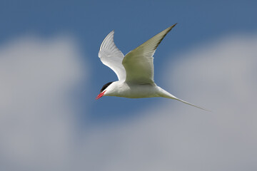 Arctic Tern on the sky