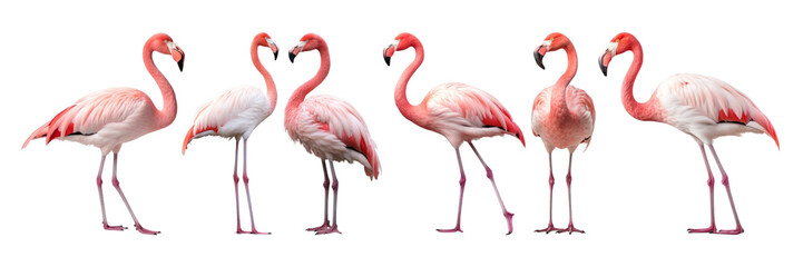 Obraz premium Flamingo standing png on transparent background