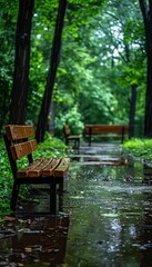 Fototapeta premium Serene park scene with benches along a rainy path surrounded by lush green trees, capturing the tranquility of nature in the rain.