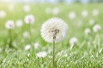 Dandelion seed head in a field of green grass