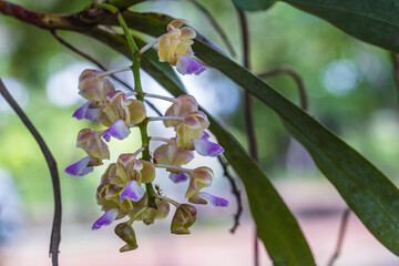 Aerides houlettiana Rchb.f, Beautiful rare wild orchids in tropical forest of Thailand.