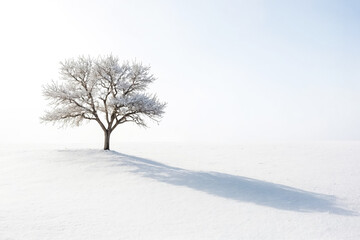 Solitary Tree in Winter Wonderland