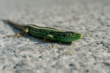 green lizard
