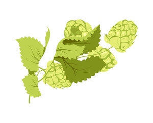 Growing green hop plant. Botanical hop for beer production cartoon vector illustration