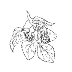 Hand drawn hop plant. Beer production plant, growing botanical hop outline vector illustration