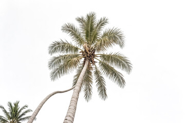 Palm tree against white sky