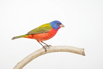 Obraz premium Colorful Painted Bunting Perched on a Branch
