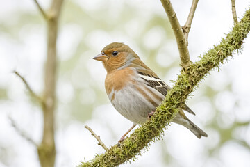 Fototapeta premium Chaffinch perched on a mossy branch