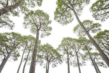 Fototapeta premium Tall Trees in a Forest
