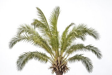 Palm Tree Against White Sky