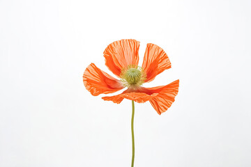 Single Orange Poppy Flower on White Background