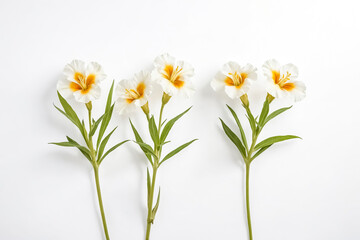 Obraz premium White Flowers on a White Background