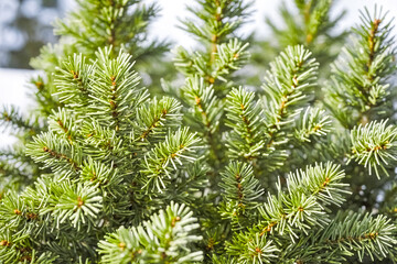 Close-up of Green Pine Needles