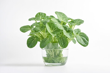 Fresh Green Leaves in a Glass of Water