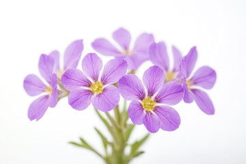 Delicate purple flowers on white background