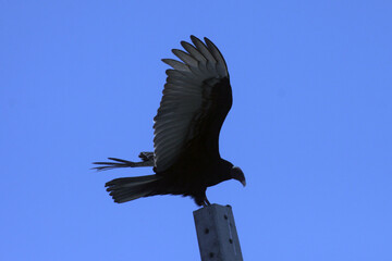 Um gigante urubu-cabeça-vermelha visitando a praia de Cordeirinho - Maricá - RJ
