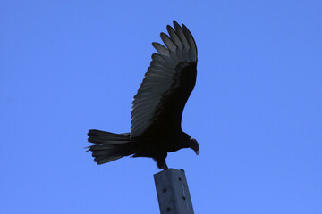 Um gigante urubu-cabeça-vermelha visitando a praia de Cordeirinho - Maricá - RJ