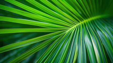 Fototapeta premium Abstract luxurious elegant floral organic texture wallpaper illustration, green natural palm leaf as background