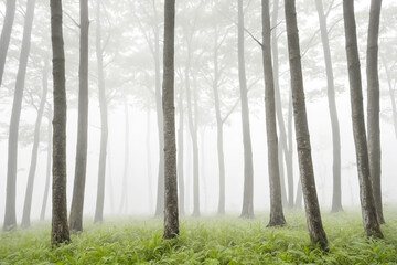 Obraz premium Foggy Forest