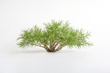 Green plant with thin leaves isolated on white background