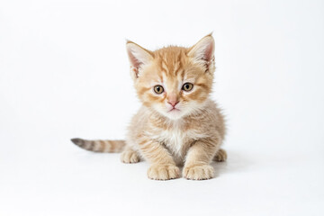 Adorable Orange Tabby Kitten Sitting on a White Background