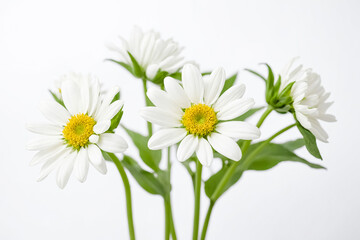 Fototapeta premium White Daisies with Green Stems on White Background