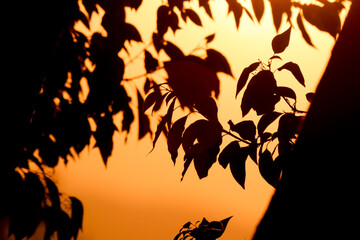 Low light Cinnamomum camphora tree