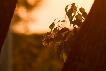 Low light Cinnamomum camphora tree