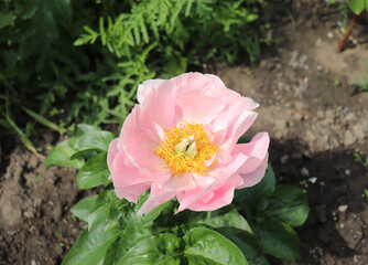 Salmon Dream. Peony in the garden. Shot of a peony in bloom works perfectly with the green background. Spring background. Blooming, spring, flora. Flowers photo concept. Greeting cards.