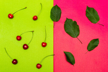 Red cherry on a light green background with cherry leaves on a pink background top view