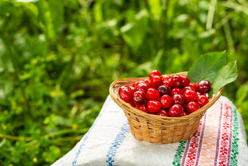 Small basket with cherries on an ornament on a background of grass