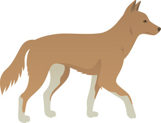 Color vector realistic illustration of Australian dingo dog side view. Wild animal isolated on white background. Wildlife of Australia.