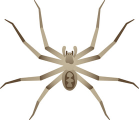 Color vector realistic illustration of giant huntsman spider. Wild arachnid isolated on white background. Wildlife of the world.