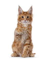 Curious red Maine Coon cat kitten, sitting up facing front. One paw lifted like pointing towards...