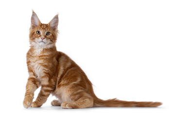 Curious red Maine Coon cat kitten, sitting up side ways. Looking above camera. Isolated on a white background.