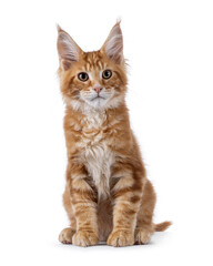 Naklejka premium Curious red Maine Coon cat kitten, sitting up facing front. Looking beside camera. Isolated on a white background.