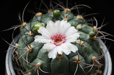 Gymnocalycium saglionis, soft pink flower