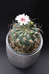 Gymnocalycium saglionis, soft pink flower