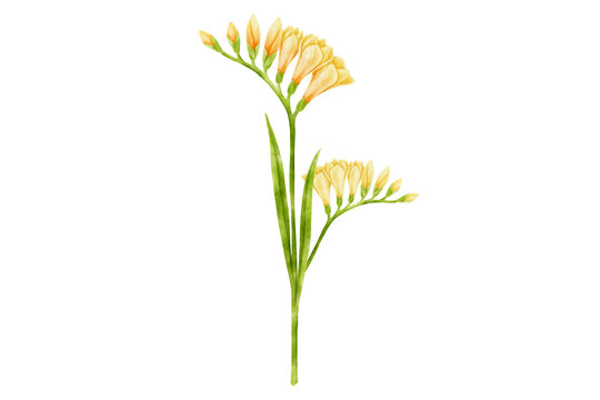 Watercolor Freesia flower in yellow on transparent background.