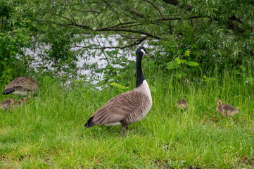 Wild Goose  with chicks  on the meadow