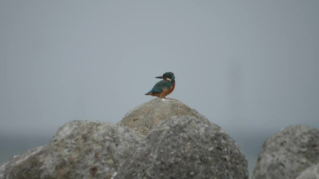 Common Kingfishers In Profile Peached on Rock, Copy space, Side View