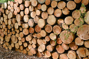 Firewood stack from the front