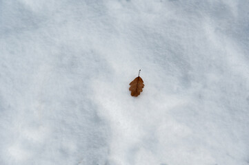 An autumn leaf in the white snow