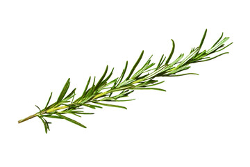 Fresh rosemary twig isolated on transparent background, Object for food, health, hair care or perfumery related design element, cut out, PNG, top view / flat lay